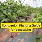 Companion Planting Guide