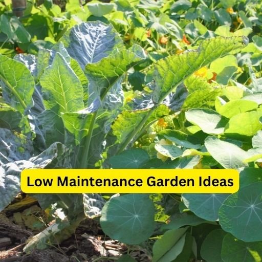 Low Maintenance Garden Ideas