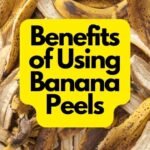 Benefits of Using Banana Peels in the Garden