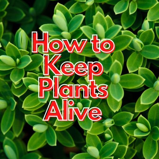 How to Keep Plants Alive