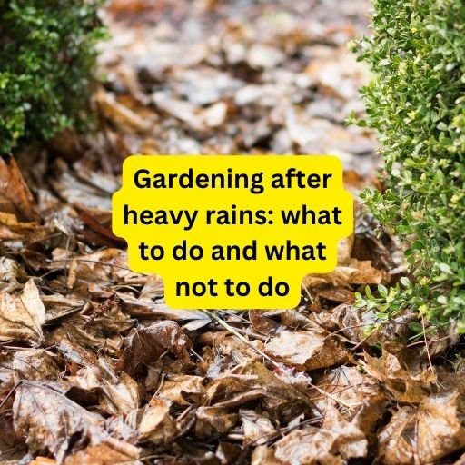 Gardening after heavy rains: what to do and what not to do