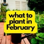 What to Plant in February