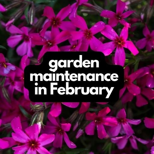 Garden Maintenance in February