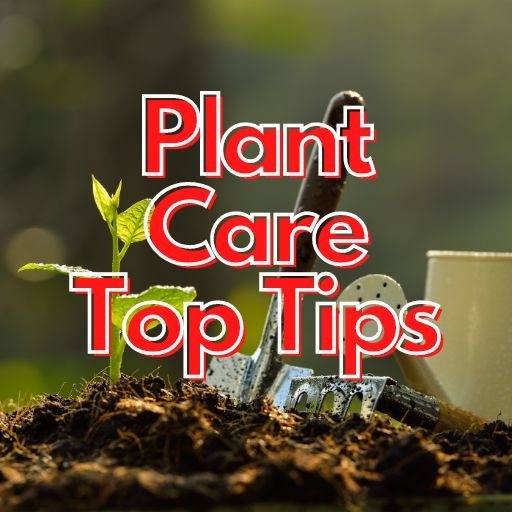 Plant Care Top Tips