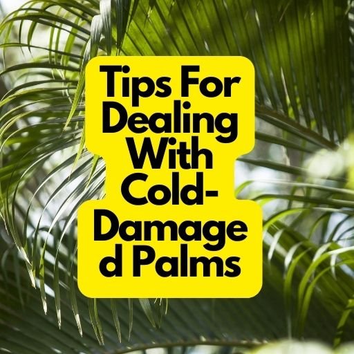 Tips For Dealing With Cold-Damaged Palms