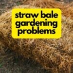 Straw Bale Gardening Problems