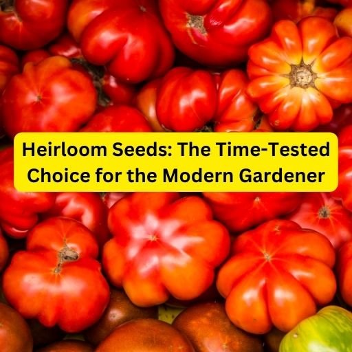 Best Heirloom Seeds: The Time-Tested Choice for the Modern Gardener