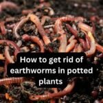How to get rid of earthworms in potted plants