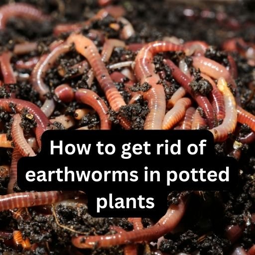 How to get rid of earthworms in potted plants