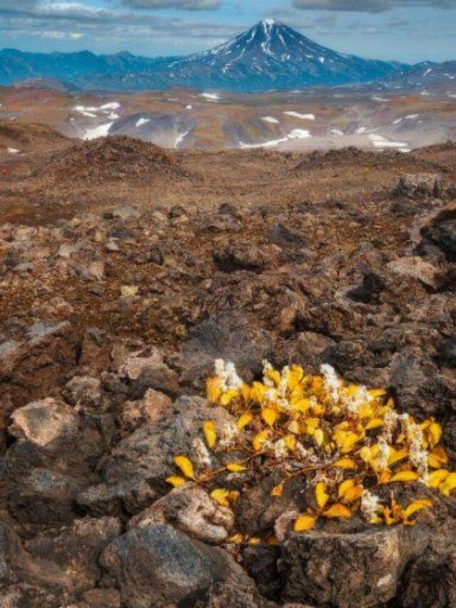 Best Lava Rocks for Landscaping