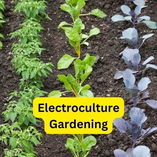Electroculture Gardening