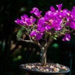 Bougainvillea Bonsai