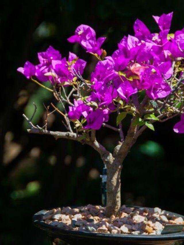 Bougainvillea Bonsai