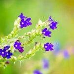 Blue Flowers for Your Garden