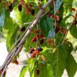 Growing Mulberries