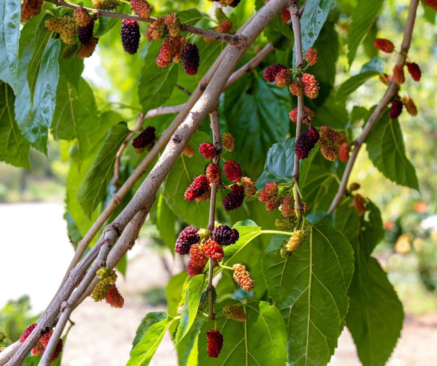 Growing Mulberries