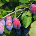 Growing Plums