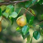 Growing Your Pears