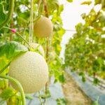 Ultimate Guide to Growing Melons