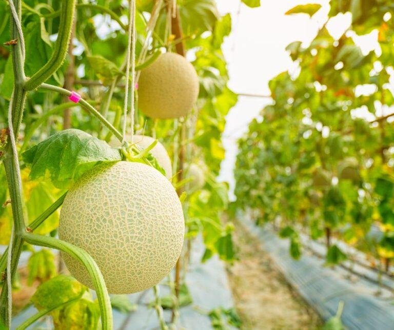 Ultimate Guide to Growing Melons