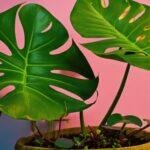 How to Revive Monstera with Yellow Leaves