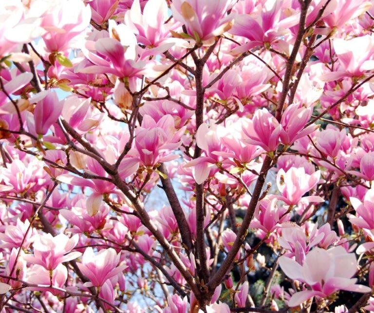 Magnolia Tree Bloom