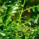 what is curry leaf plant
