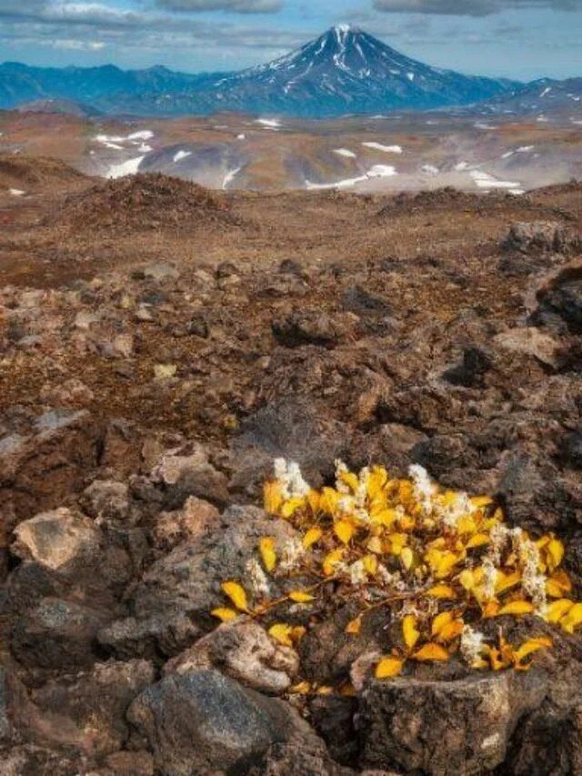 Read more about the article Best Lava Rocks for Landscaping – Organic Gardening-organic gardening-ecorganicas