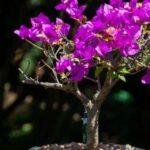 Read more about the article Create a Tiny Bonsai Paradise at Home – Easy Steps – Organic Gardening