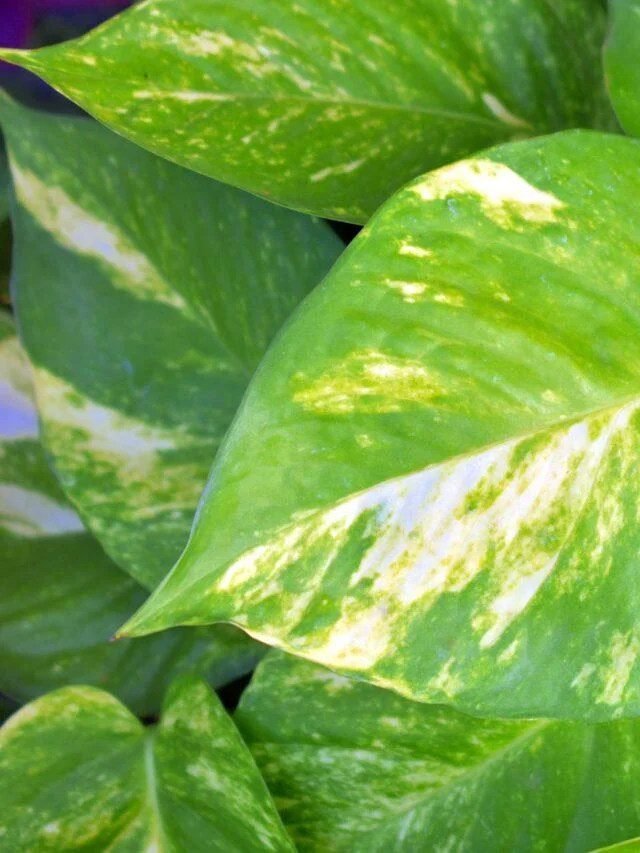 Read more about the article Organic Weed Killer Facts – Organic Gardening-ecorganicas