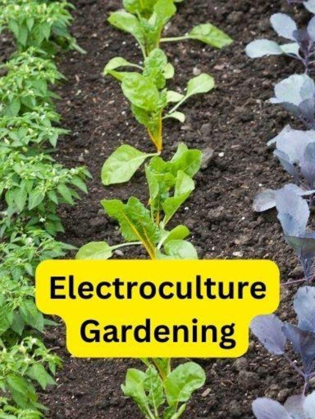 Electroculture Gardening – Organic Gardening-ecorganicas