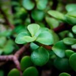 Deer-resistant plants for rural landscapes