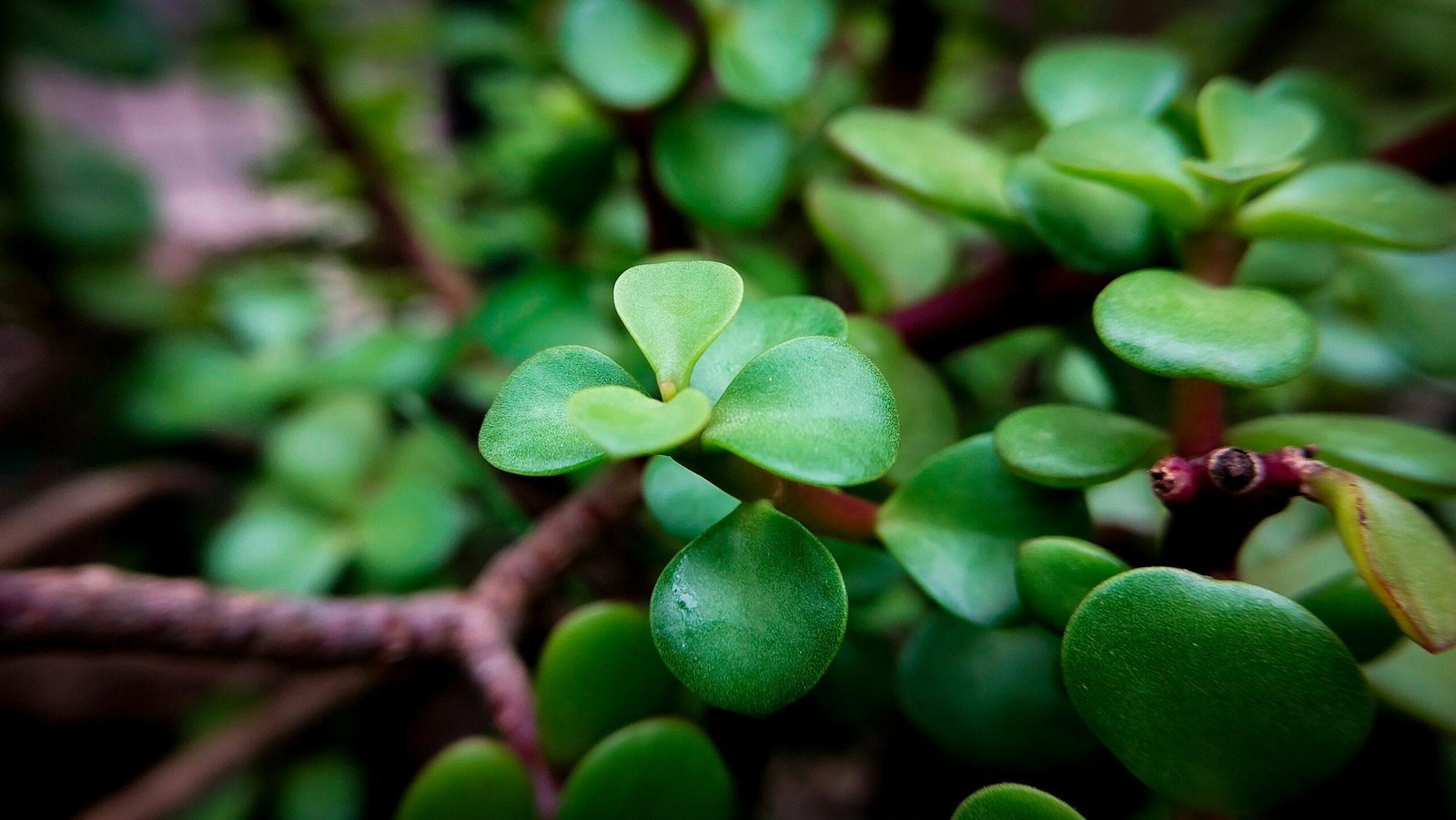 How to transplant seedlings?