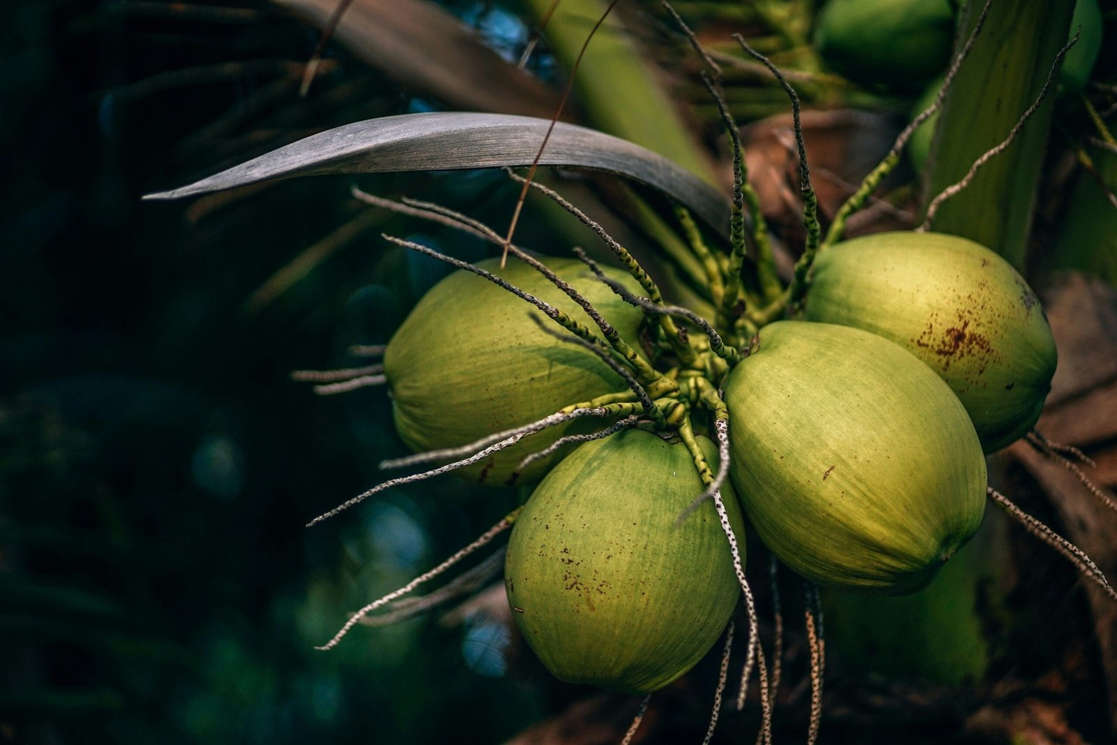 a bunch of green coconuts hanging from a tree