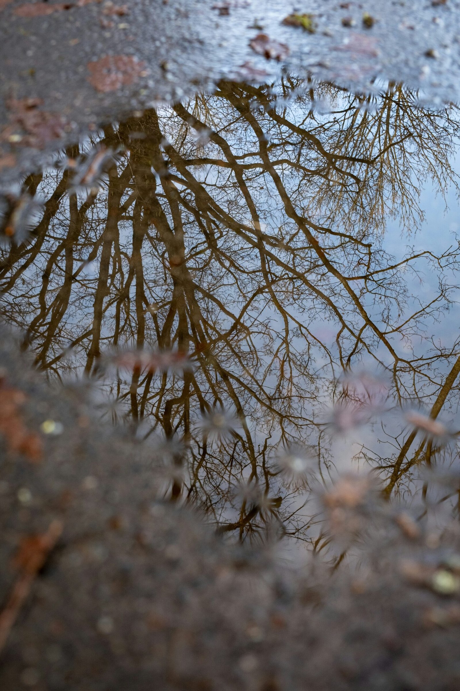 a reflection of trees in a puddle of water