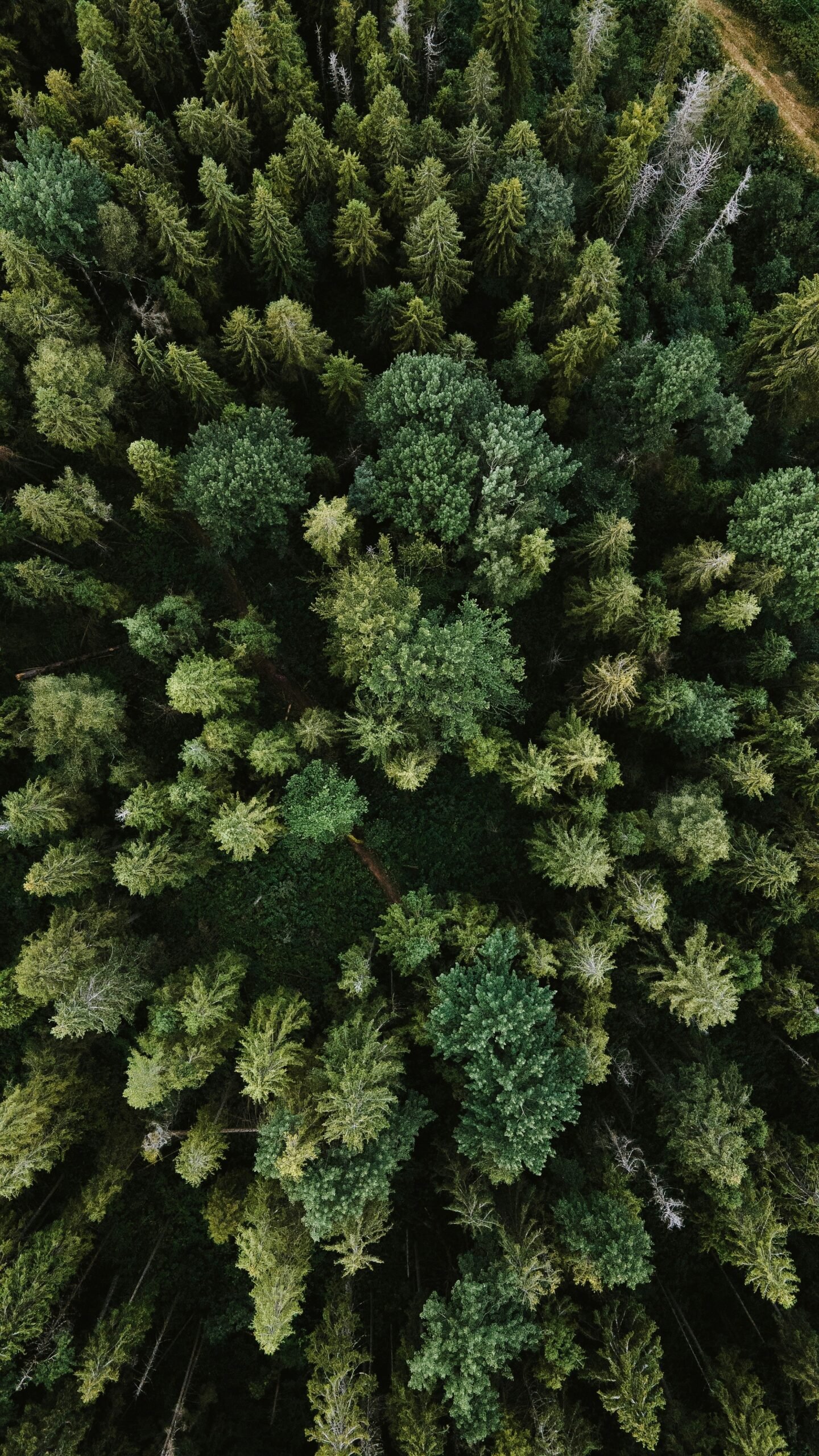 green pine tree during daytime