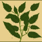 Nettle Leaf Goosefoot Medicinal Uses