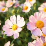 cosmos flowers