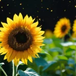 common sunflower life cycle