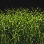 japanese forest grass