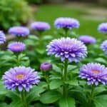 are aster plants perennials