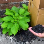 vibrant image of a beautiful plant growing