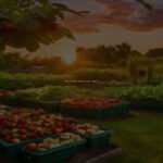 Raised Bed Revolution: What